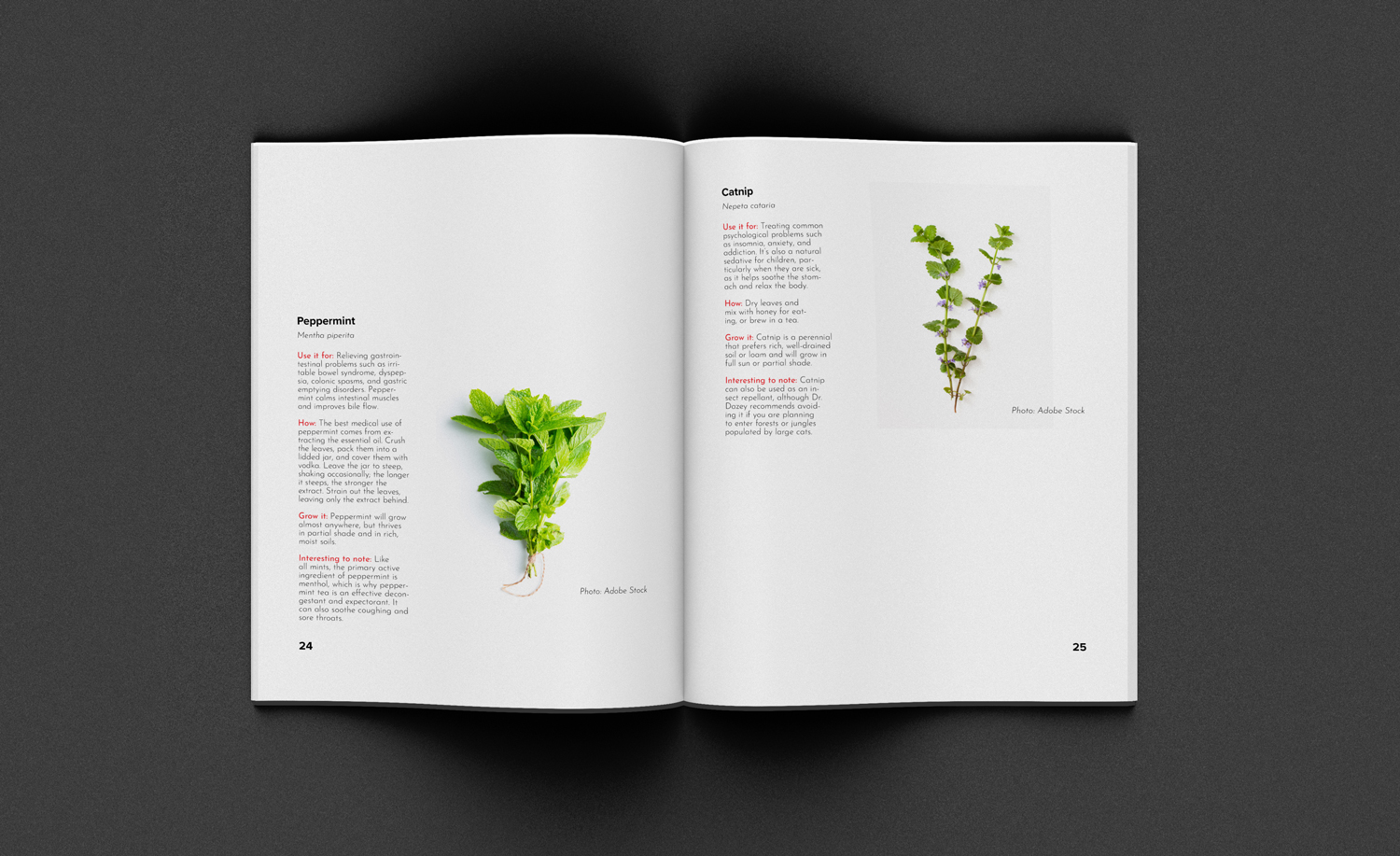 Mock Up Spread Pages 24 and 25
